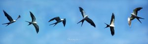 swallow tail kites in flight